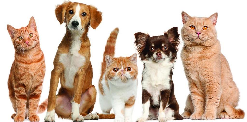 Доска объявлений о животных | ЗооТом - продажа, вязка и услуги для животных в Черепаново