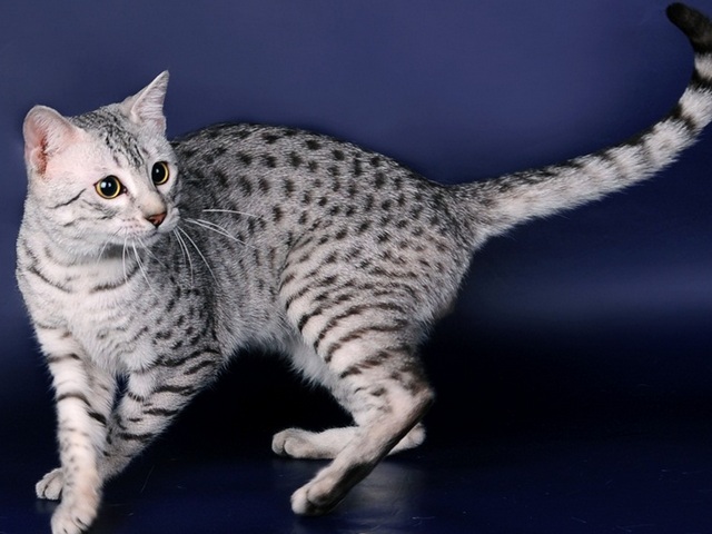 Породы кошек в Черепаново | ЗооТом портал о животных