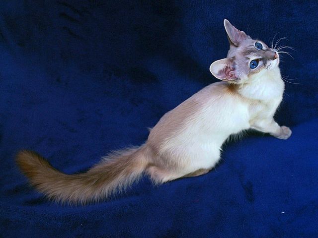 Выведенные породы кошек в Черепаново | ЗооТом портал о животных