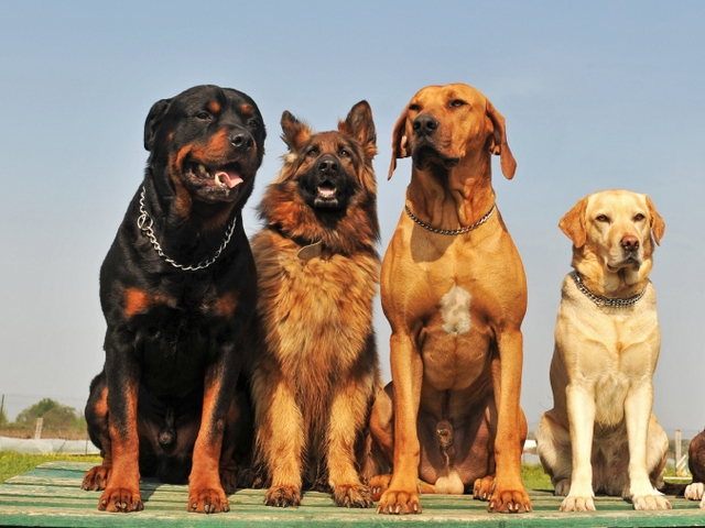 Крупные породы собак в Черепаново | ЗооТом портал о животных