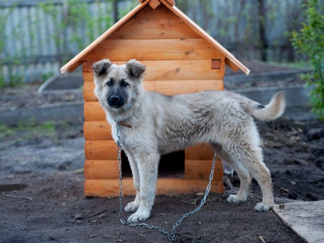 Все о собаках в Черепаново Все о собаках в Черепаново